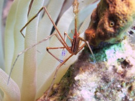 Yellowline Arrow Crab IMG 7523